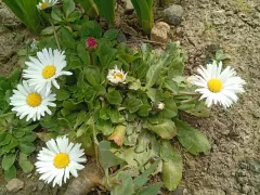 Сюрприз на клумбе.