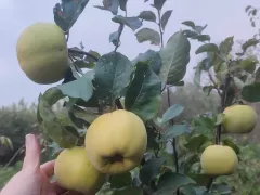 Зреет айва Сочная