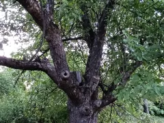 Самая большая старая яблоня
