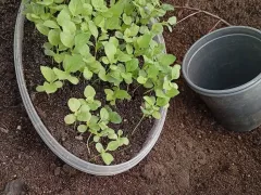 Астра игольчатая, пикировка рассады.