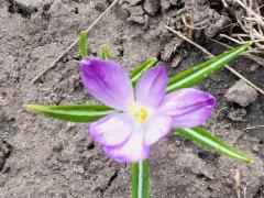 Крокус