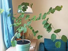 Баухиния пурпурная (лат. Bauhinia purpurea)