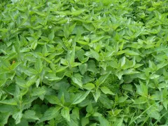 Сорняки как индикатор почвы