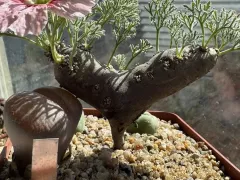 Моя гордость - Sarcocaulon multifidum