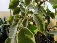 Фикус Бенджамина за лето окреп