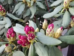 Рододендрон оказался выносливей, чем я думала