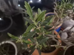 Скоро зацветет комнатная оливка