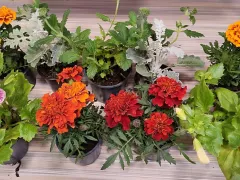 Пришла пора покупать балконные растения: не делайте ошибок