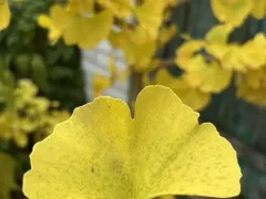 Гинкго билоба — живое чудо у биофака