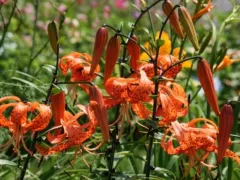 Азиатская лилия, мартагон - саранка?