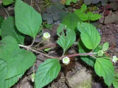 "сладкая трава ацтеков"