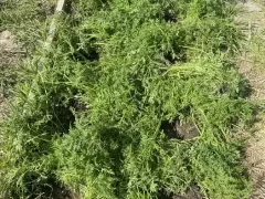 Какие сидераты можно посеять ранней весной