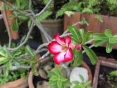 Адениум (Adenium obesum)