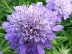 Скабиоза японская (Scabiosa japonica)