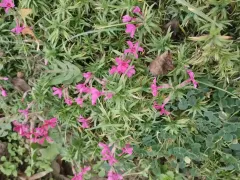 Смена сезонов. В декабре зацвёл флокс шиловидный. 