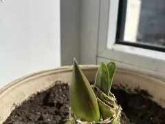 Бутоны на гиппеаструмах 