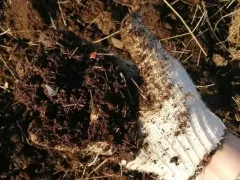 Маленькое садовое волшебство: делаем компост