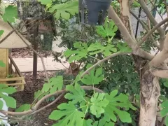 Инжир проснулся после зимы и наращивает листву