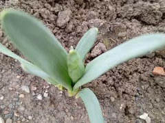 Когда цветёт декоративный лук Аллиум? Мой уже на бутонах.