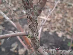 О странных "порезах" на ветках 