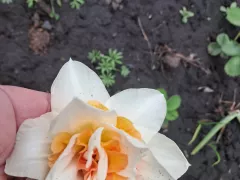 Немного про нарцисс Делнашо.