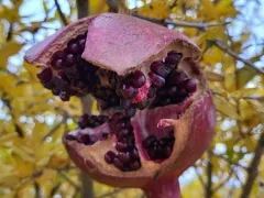 Сбор урожая гранатов