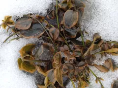 Опять вернулись морозы...