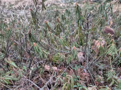 Почти домашний багульник 