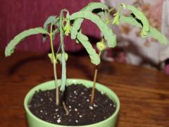 Тамаринд индийский (лат. Tamarindus indica)