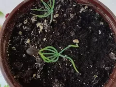И снова сосенки из семян.