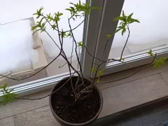 Проснулся витекс. Рановато!