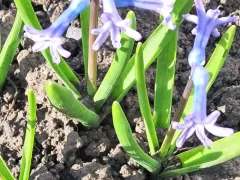 Лесные гиацинты не подводят никогда. 