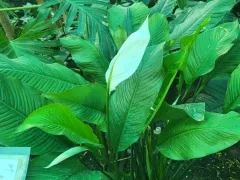 В оранжерее снова ощущается та самая атмосфера «женского счастья»