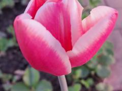 Тюльпаны