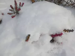 Подготовка сада к морозам