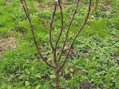 Первое цветение среди прошлогодних саженцев