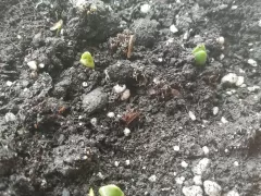 К концу декабря "проснулись" нарциссы. 