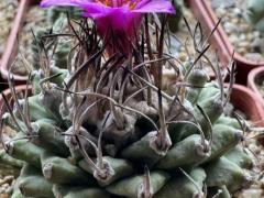 Турбиникарпус розеифлорус (розовоцветковый) -  лат.TURBINICARPUS roseiflorus