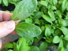 Как побороть мучнистую росу на рассаде