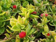 Аптения сердцелистная (Aptenia cordifolia, синоним Mesembryanthemum cordifolium)