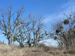 Опасная красавица-омела