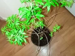 Задумалась, надо ли обрезать витекс и как это сделать лучше