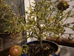 Карликовый гранат "Бейби" радует плодами