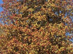 Рябина шведская, или скандинавская, лат. Sorbus intermedia