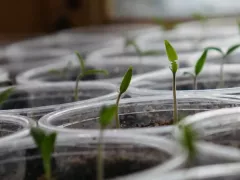 Про лунный календарь и помидоры