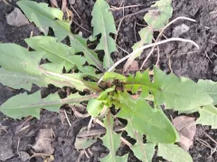 Для чего мне одуванчики на участке