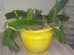 Кактус Hylocereus undatus (питахайя)