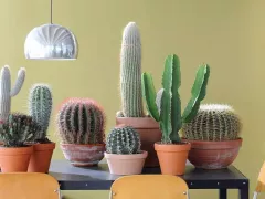 Начинающим кактусоводам