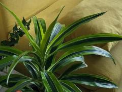 Драцена душистая (Dracaena fragrans)