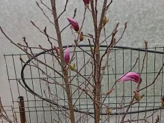 Магнолия Нигра, первое цветение разочаровало.